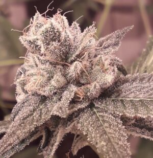 Shabba Love CBD