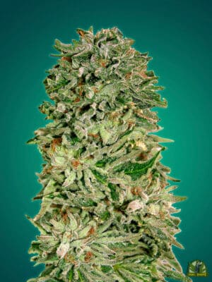 Shark Widow CBD