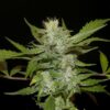 Sheberghan Hashplant Reg.
