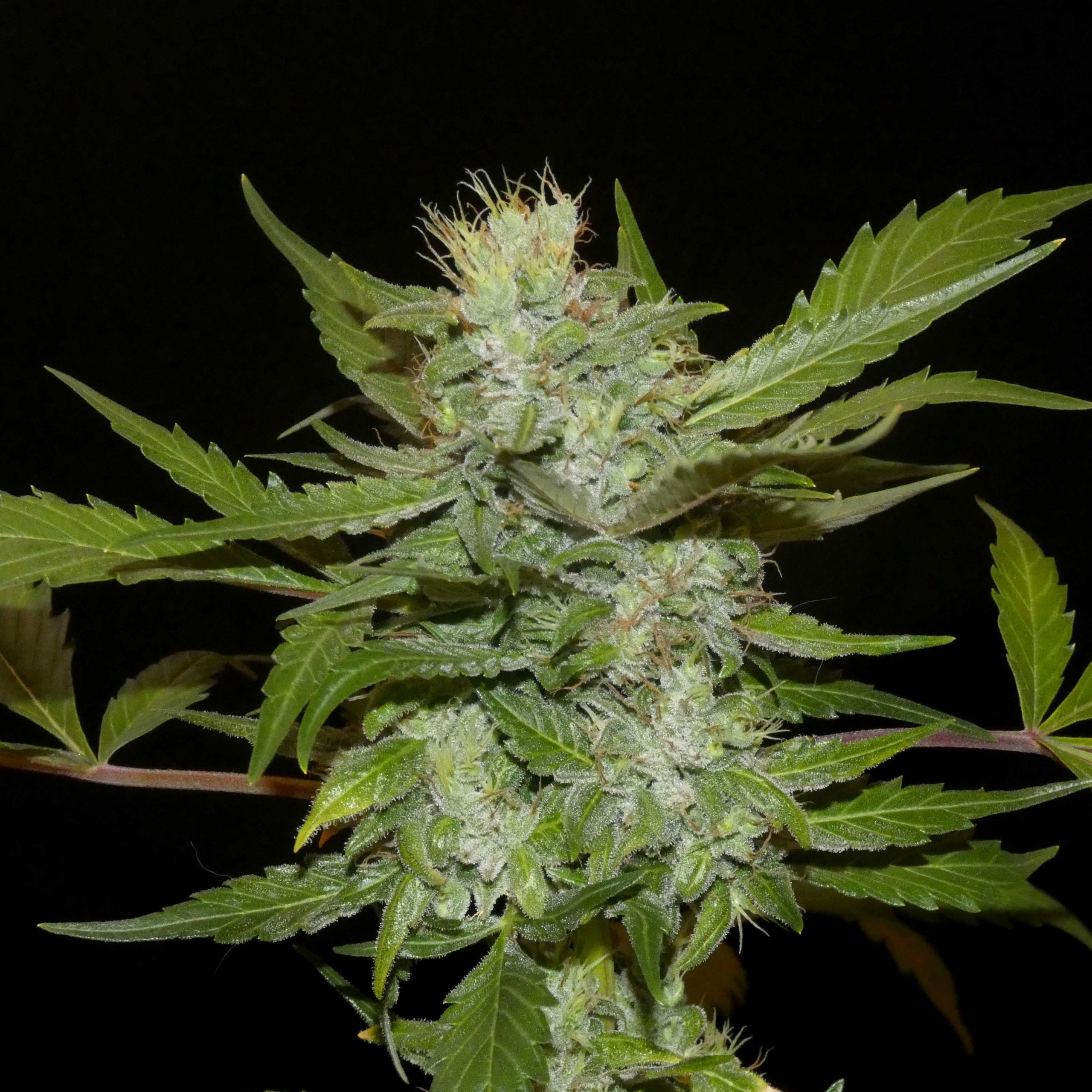 Sheberghan Hashplant Reg.