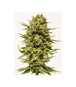 Sheer Amnesia THC