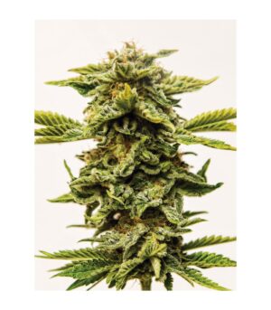 Sheer Lemon OG