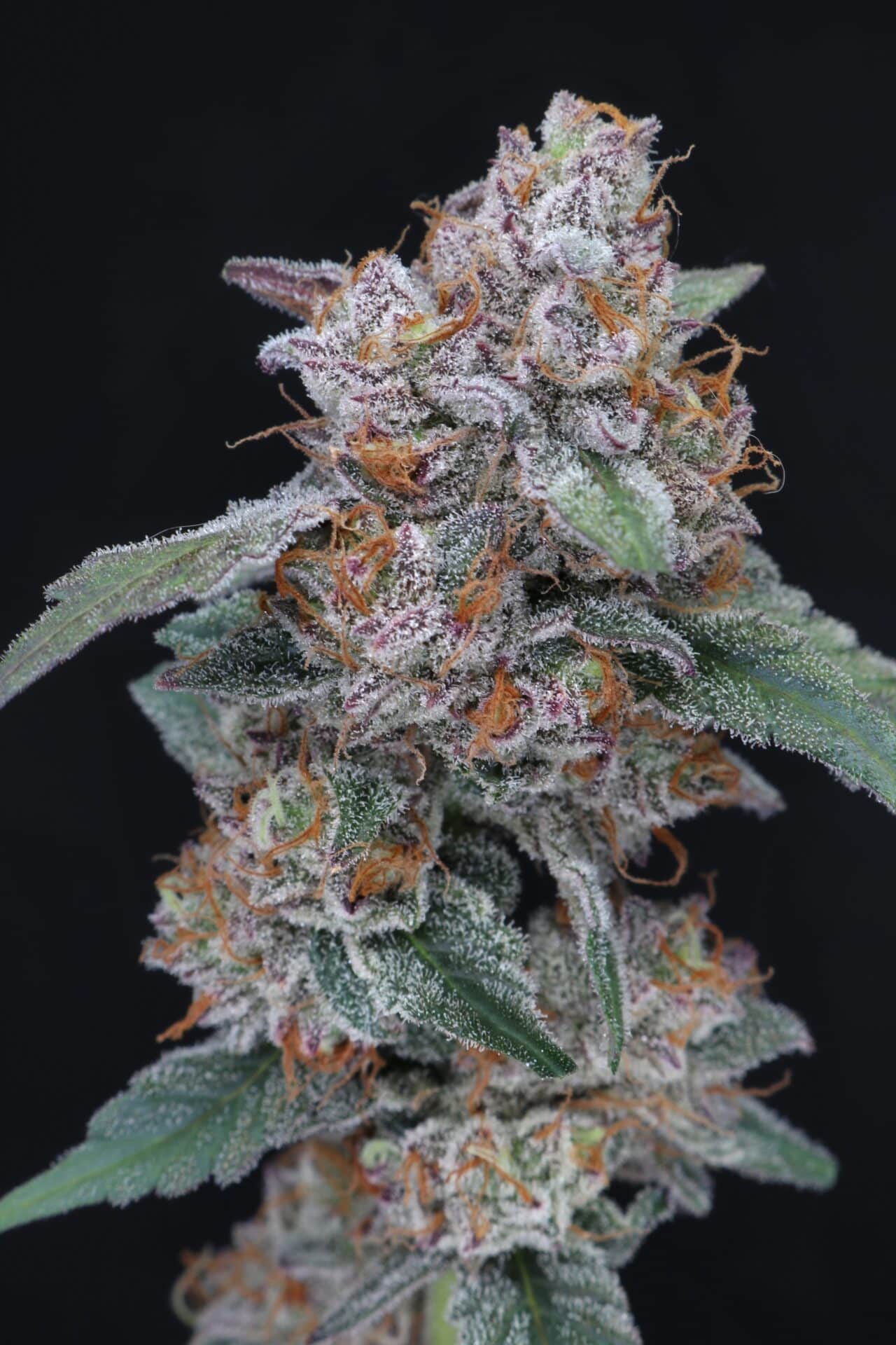Sherbacio OG Auto