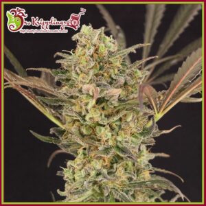 Sherbert Gorilla