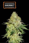 Sherbet (Seedstockers)