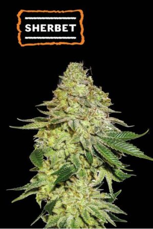 Sherbet (Seedstockers)