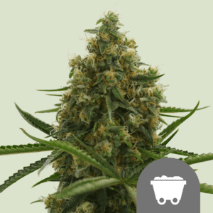 Shining Silver Haze Reg.