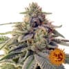 Shiskaberry
