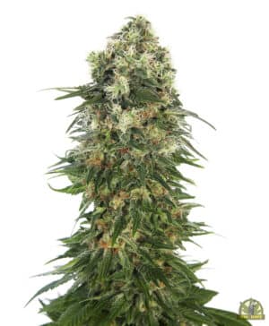 Shiva Skunk Automatic