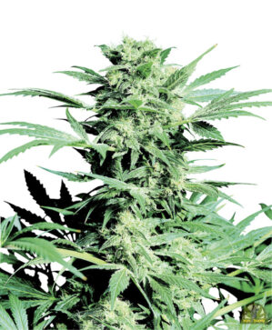Shiva Skunk Reg.
