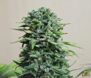 Siberian Haze Auto