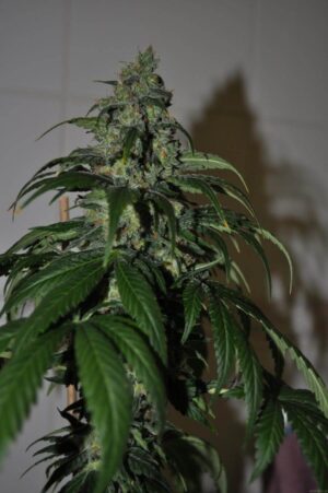 Silver Bullet