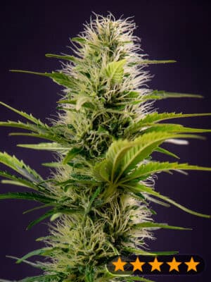 Silver Haze Original (PowerStrains)
