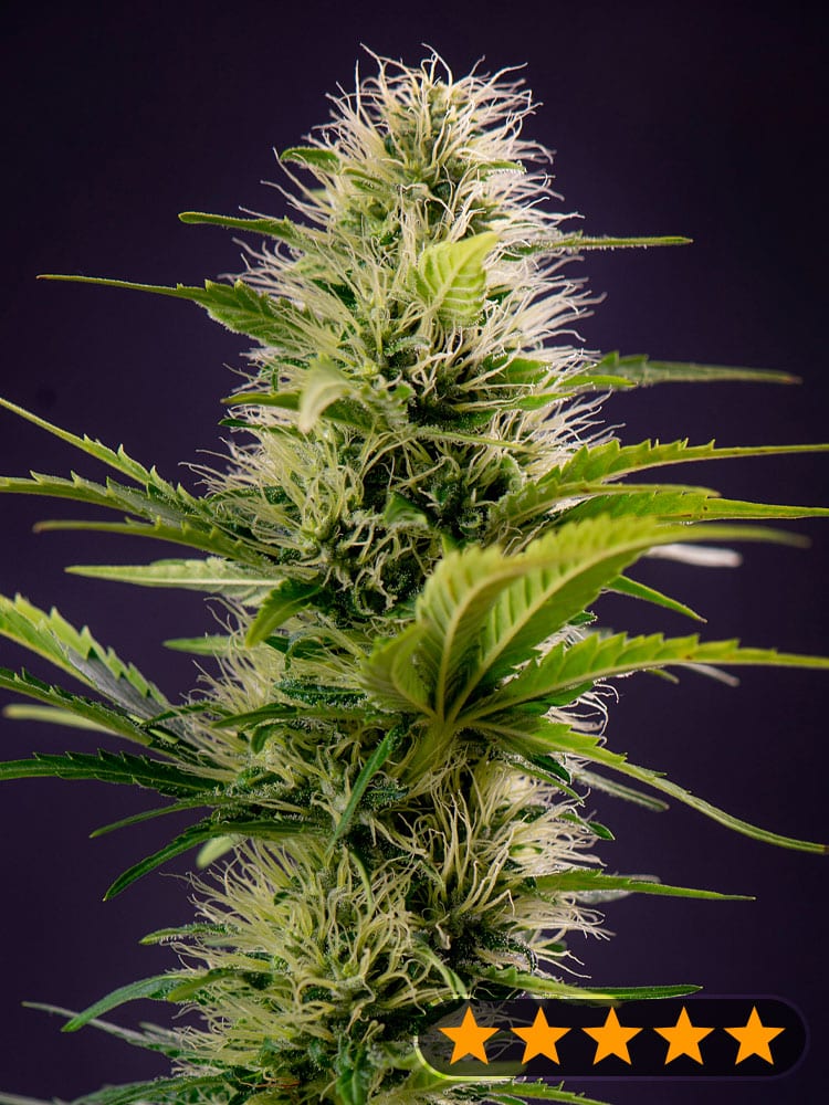 Silver Haze Original (PowerStrains)