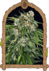 Sir Jack Auto Pure CBD