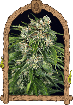 Sir Jack Auto Pure CBD