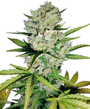 Skunk #1 Automatic (White Label Seeds)