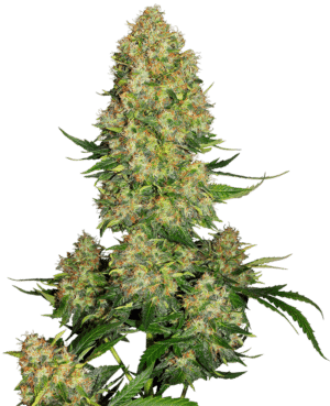 Skunk #1 Auto (Sensi Seeds)
