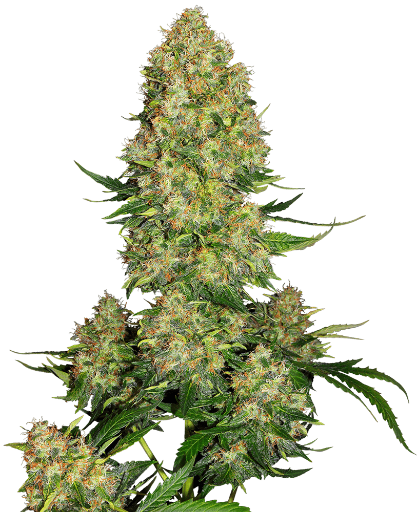 Skunk #1 Auto (Sensi Seeds)