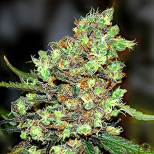 Skunk #1 (G13 Labs)