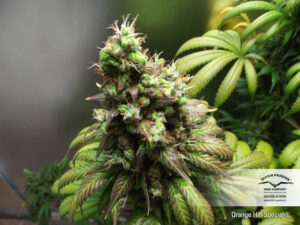 Skunk #1 Reg. (Dutch Passion)