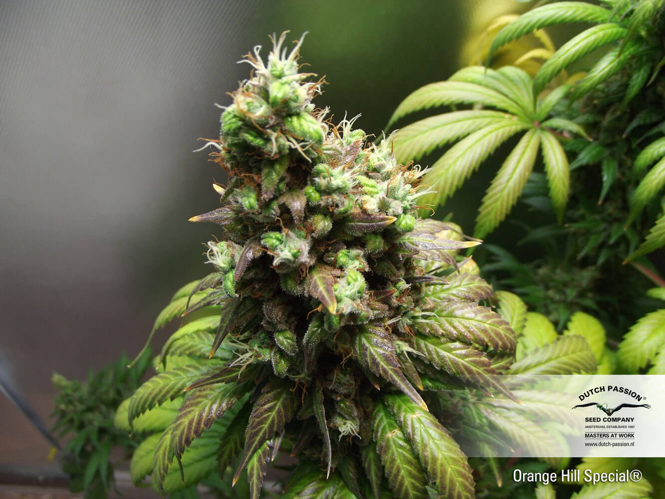 Skunk #1 Reg. (Dutch Passion)