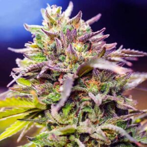 Skunk #1 Reg. (Nirvana Seeds)