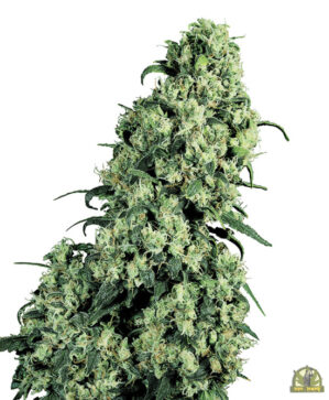 Skunk #1 Reg. (Sensi Seeds)