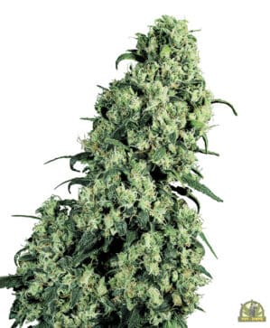 Skunk #1 Reg. (Sensi Seeds)