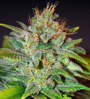 Skunk 47 (World of Seeds)