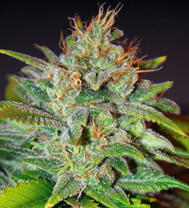Skunk 47 (World of Seeds)