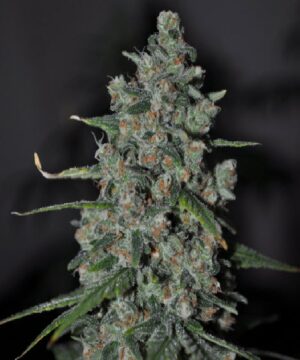 Skunk Wreck