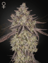Skywalker Auto (GHS)
