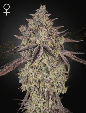 Skywalker Auto (GHS)