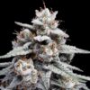 Skywalker Kush Auto (DNA Genetics Seeds)