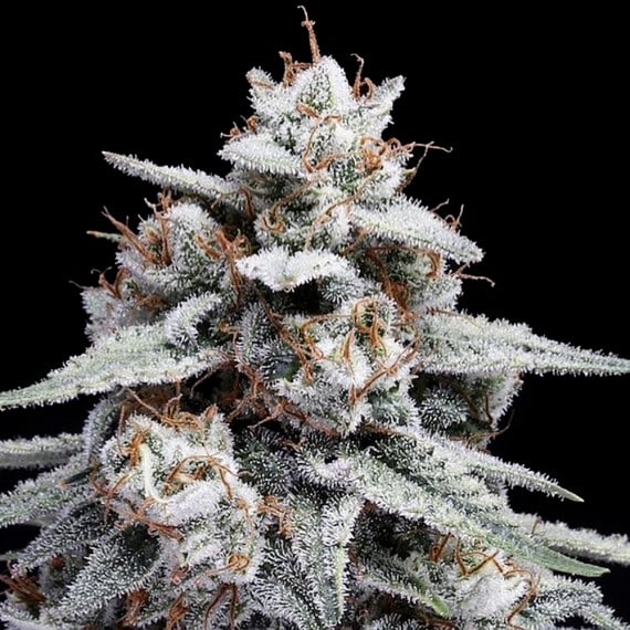 Skywalker Kush Auto (DNA Genetics Seeds)