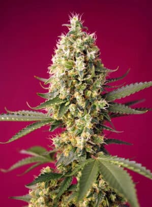 Skywalker OG Runtz XL Auto Sämling