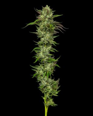 Slightly Stoopid (Collie Man Kush)