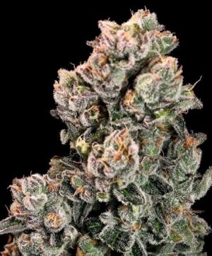 Slurpicane FAST