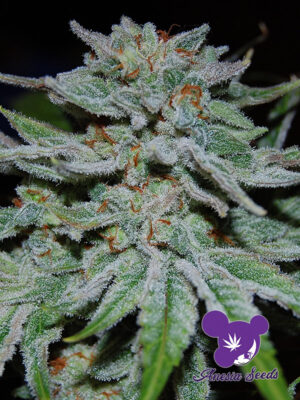 Slurricane