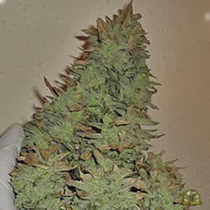 Smokin Gun Auto