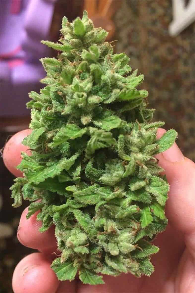 SnowBerry Blue Reg.