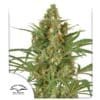 Snow Bud