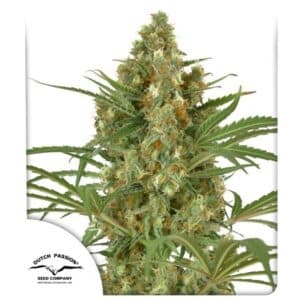 Snow Bud