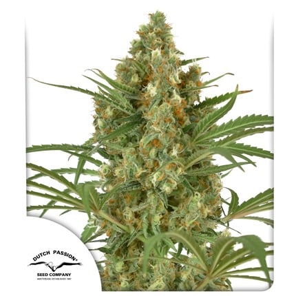 Snow Bud