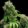Snow White (Spliff Seeds)