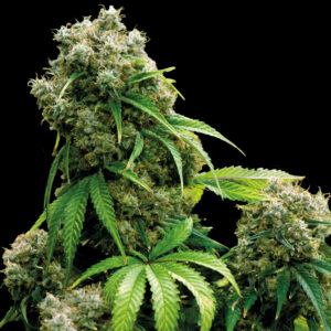 Snow White (Spliff Seeds)
