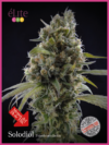 Solodiol Classic CBD
