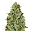 Somango (Dutch Genetics)