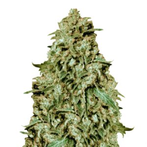 Somango (Dutch Genetics)